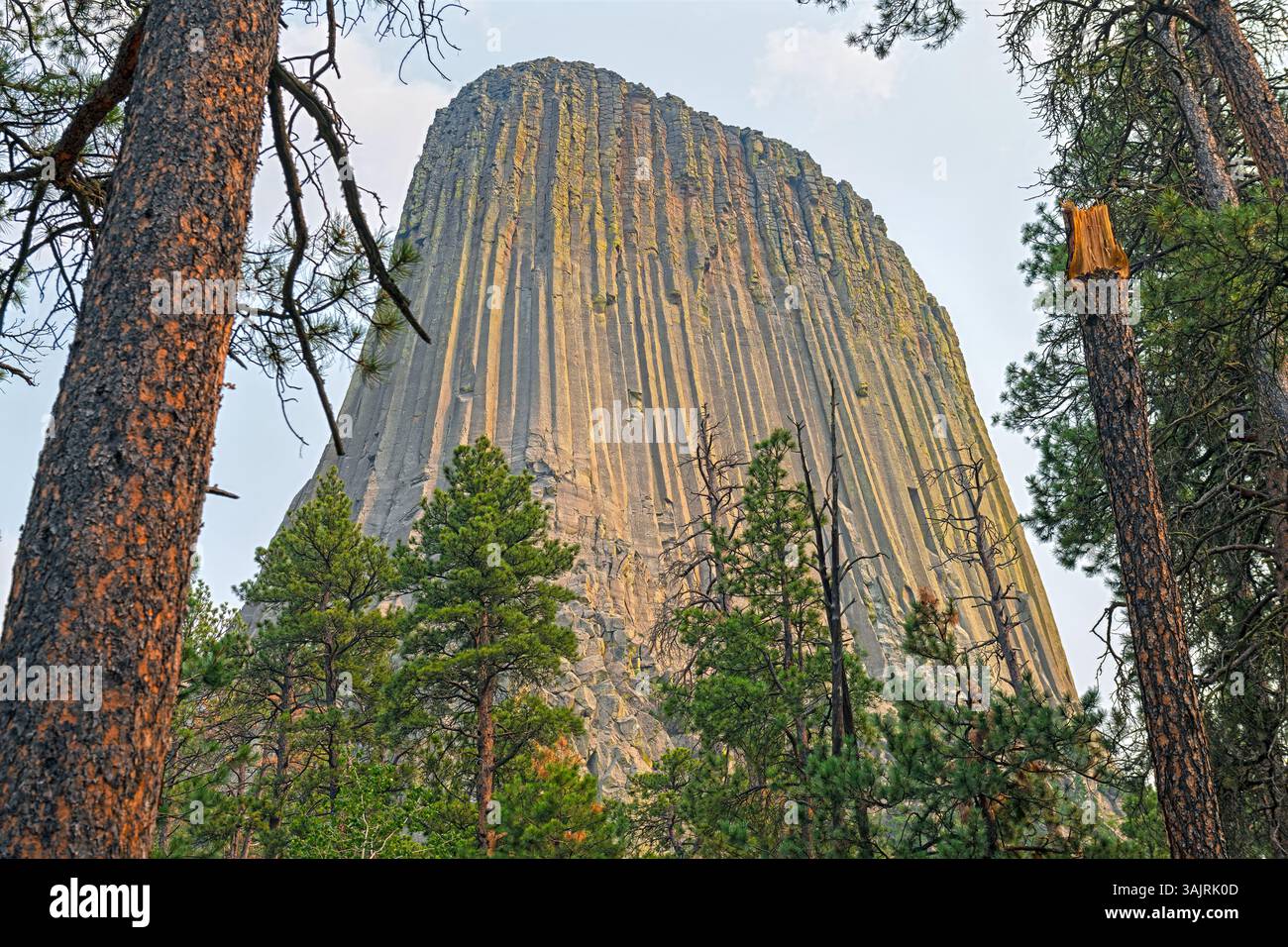 Monolite incorniciato dagli alberi della foresta alla Devils Tower nel Wyoming Foto Stock