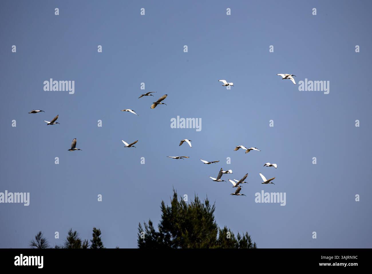 Il grande gregge di iberici australiani naviga intorno alle paludi. Gli ibises di solito si nutrono come un gruppo. Foto Stock