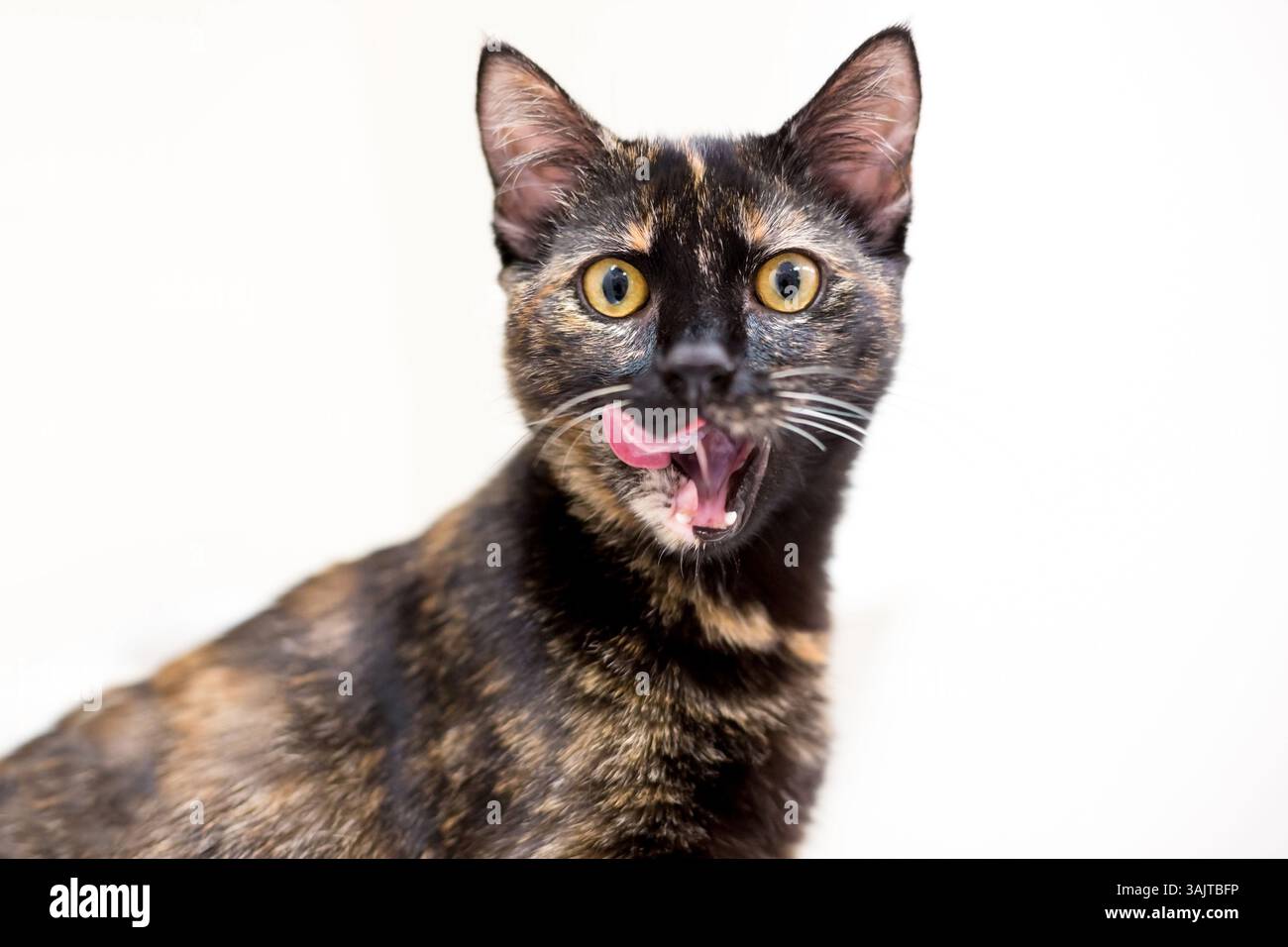 Un gatto shorthair con occhi gialli che leccano le labbra Foto Stock