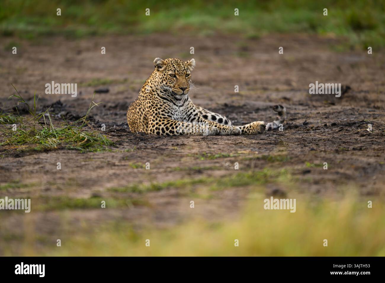 Il leopardo femminile noto come Luluka che riposa a terra, Masai Mara, Kenya Foto Stock