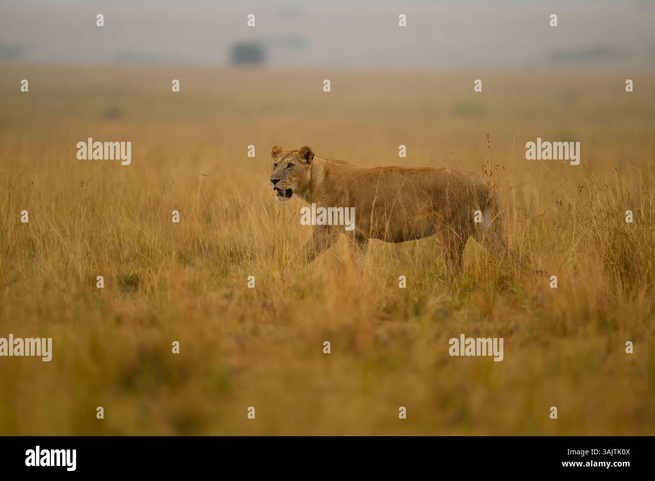 Lioness che cammina attraverso l'erba alta, Masai Mara, Kenya Foto Stock