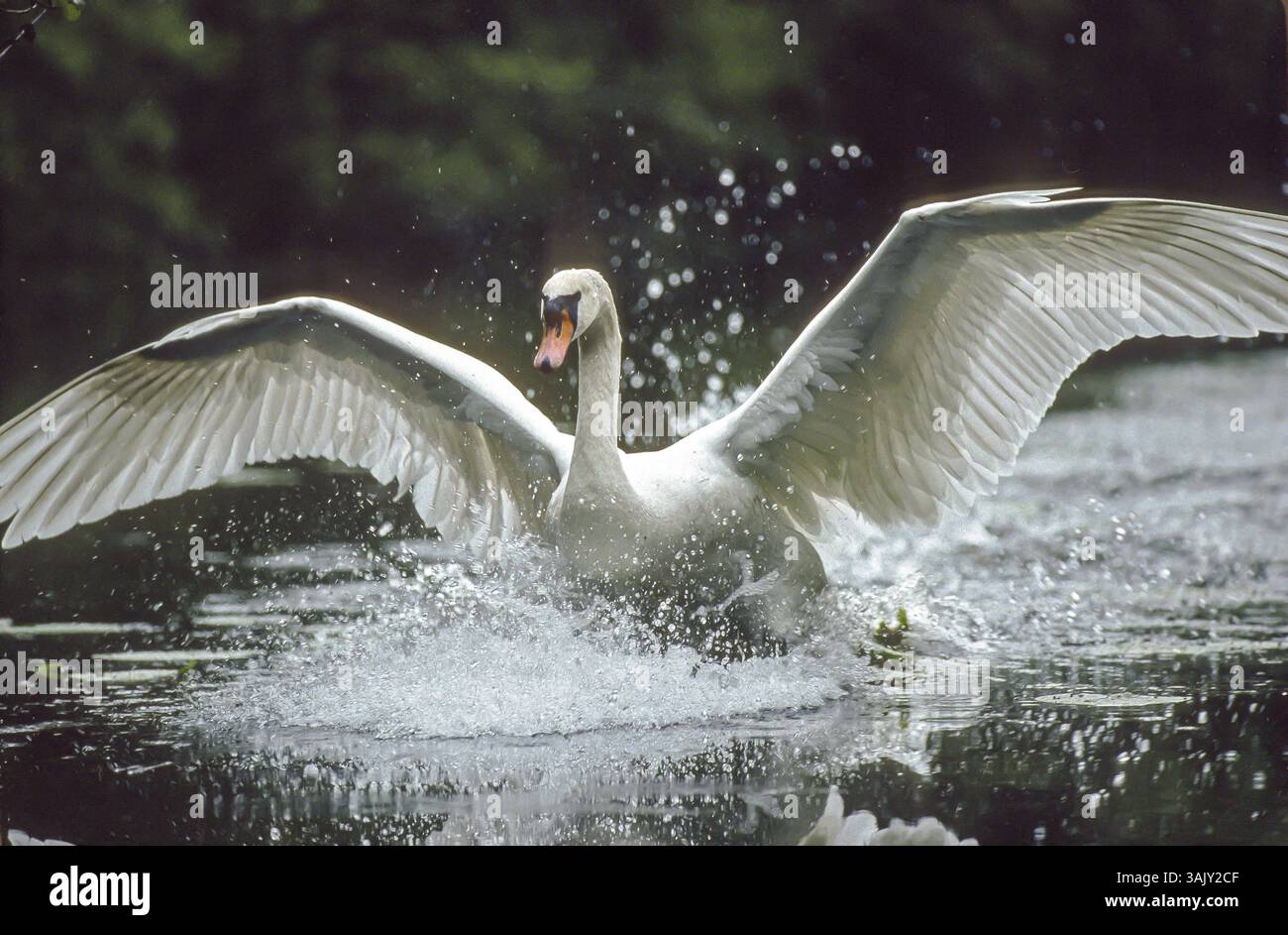 Cigno muto. Cygnus olor. Un cigno atterra su un fiume. Foresta di la Wantzenau. Regione dell'Alsazia. Francia Foto Stock