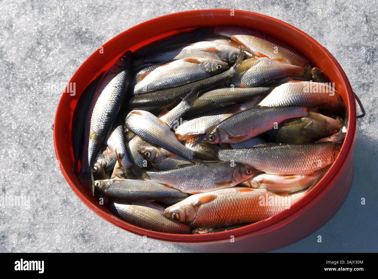 Catture invernali di pesce a Frozen Baikal Foto Stock