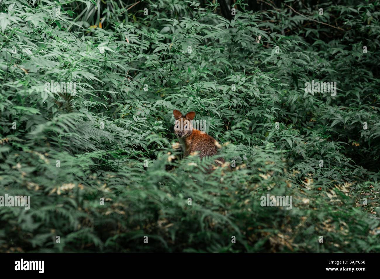 Pademelon dal collo rosso in denso Foliage vicino a Purlingbrook Falls, Springbrook National Park, Queensland, Australia Foto Stock