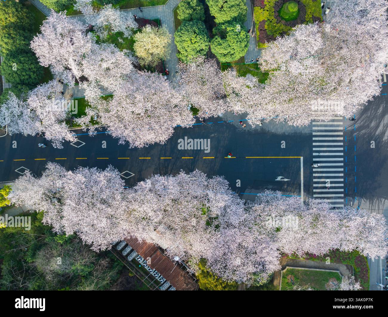 I ciliegi fioriscono in piena fioritura all'Università di Wuhan in primavera Foto Stock