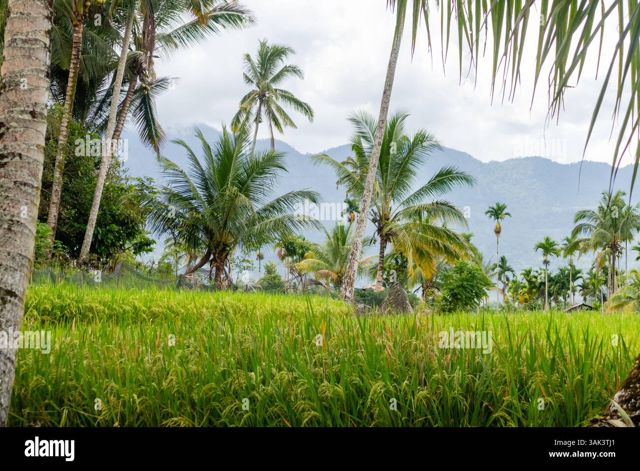 Vista dei campi di riso e delle palme da cocco nel villaggio Foto Stock