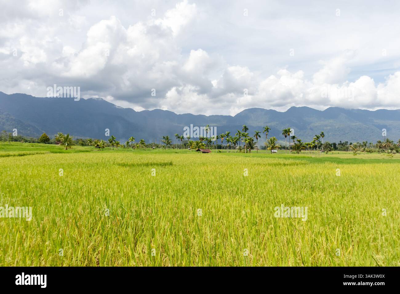 Splendida vista sui campi di riso ai piedi di una collina in un villaggio Foto Stock
