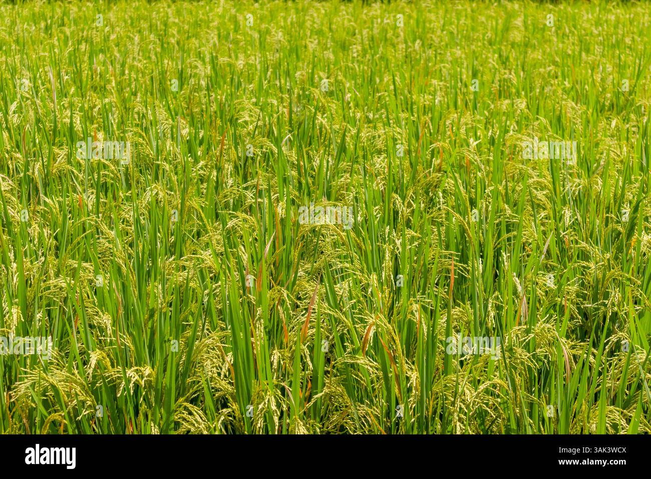 Vista delle piante di riso in un campo di riso Foto Stock