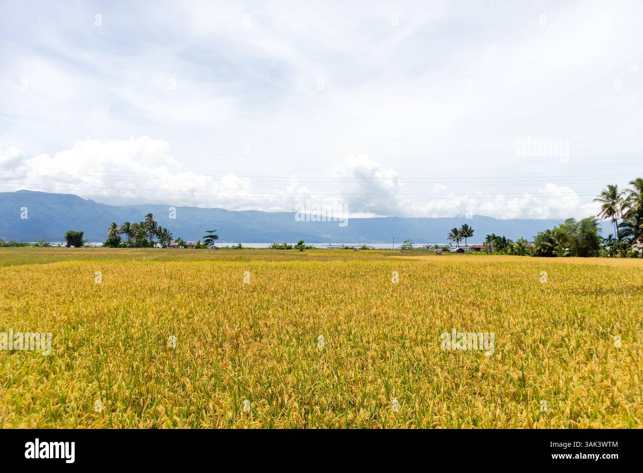 Il riso inizia a maturare in un campo di riso sul bordo di un lago a West Sumatra, Indonesia Foto Stock