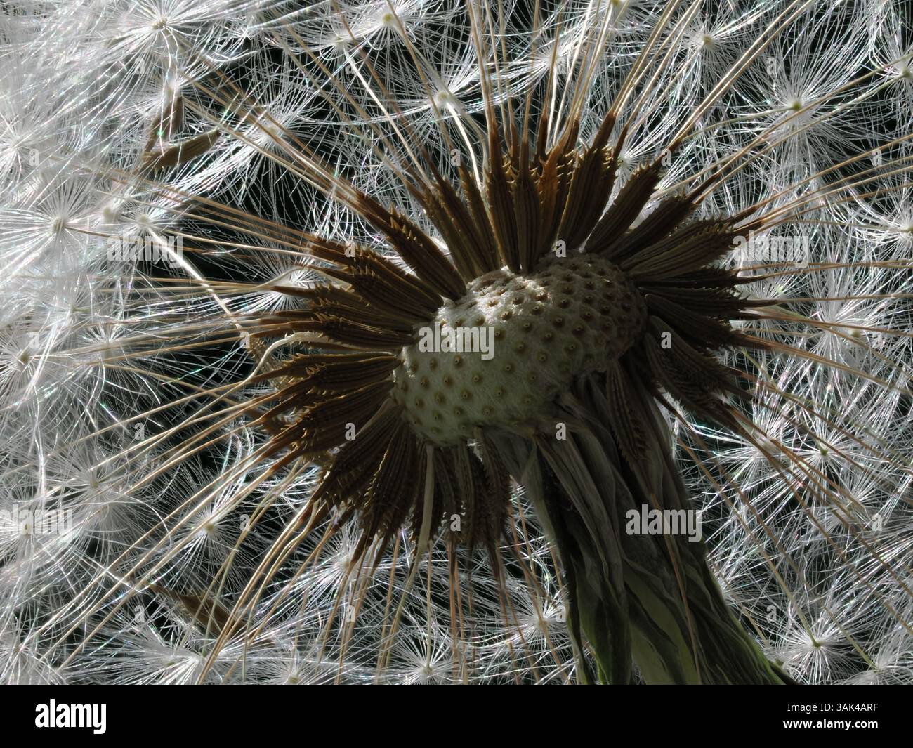 Foto macro del centro di un dente di leone che mostra la struttura dettagliata dei semi rimanenti con steli appuntiti. La luce passa attraverso la lanugine, creando Foto Stock