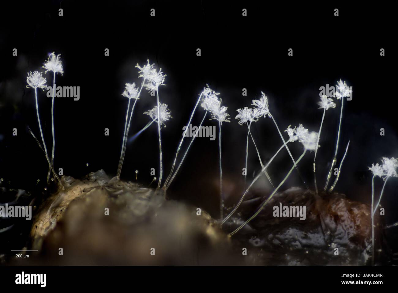 Conidophores (steli che producono clamidospore asessuali non mobili (conidia)) da un fungo ascomicotico (probabilmente Oidiodendron sp., per molto incerto Foto Stock