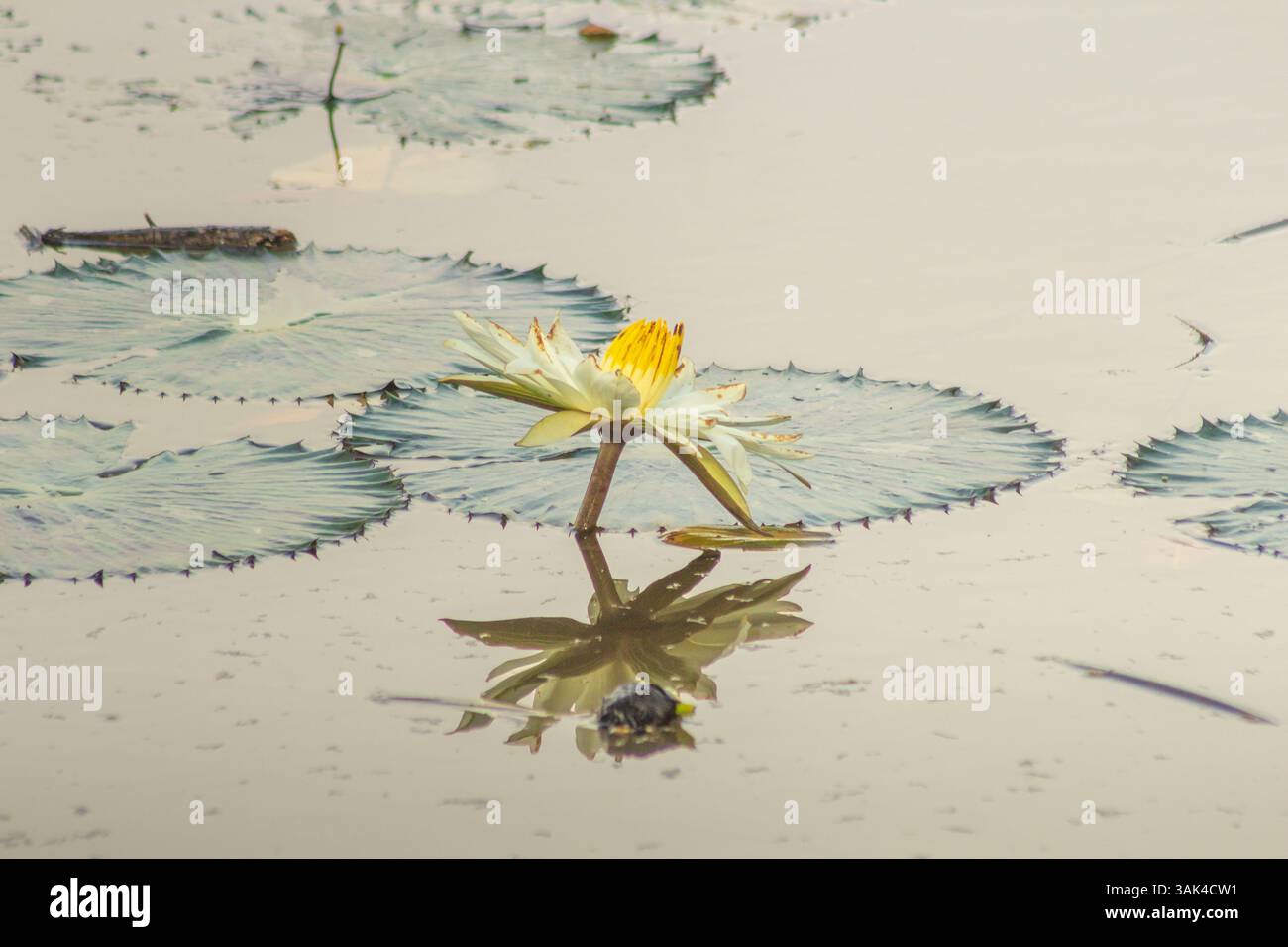 fotografia di copertina per l'agricoltura che mostra un genere di ninfea di acqua bianca, nymphaea lotus, nymphaea alba Foto Stock