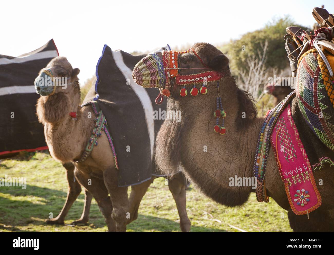 Cammelli da wrestling del Festival decorati con abiti colorati Foto Stock