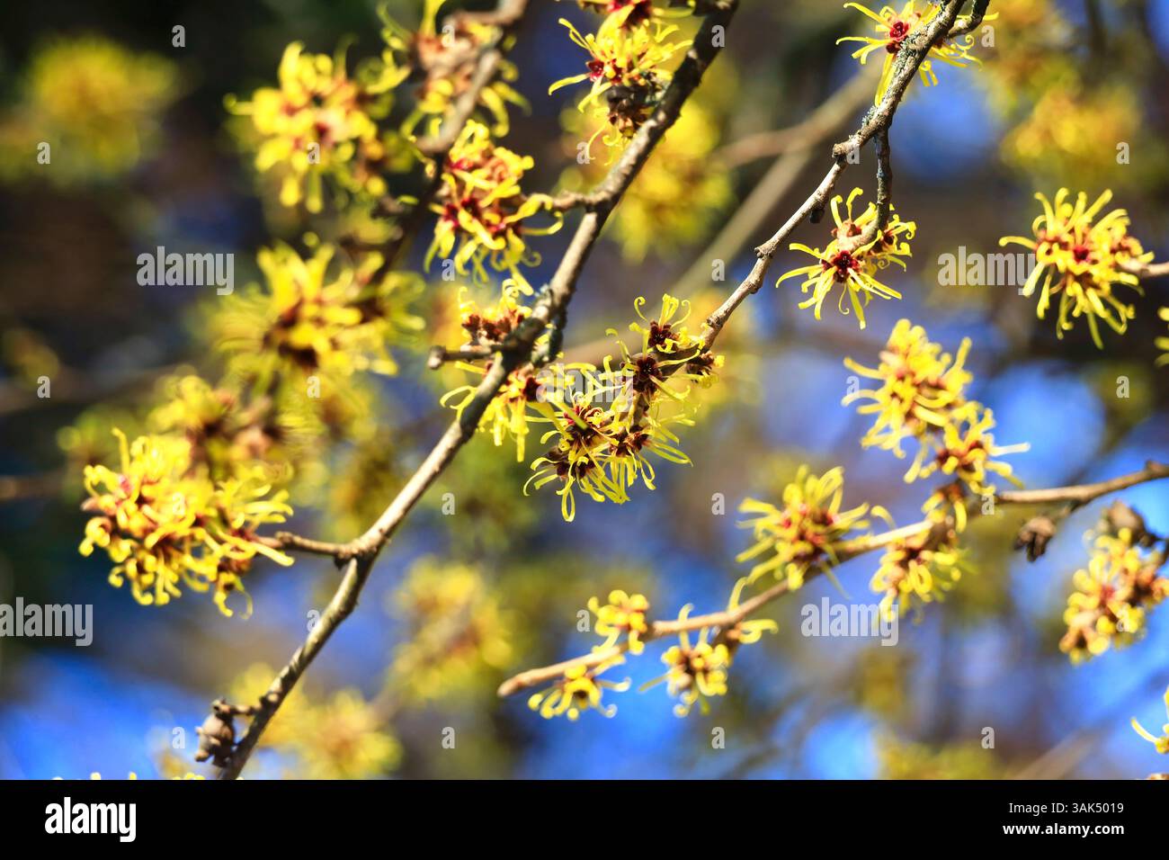 Hazel strega in fiore in inverno Foto Stock