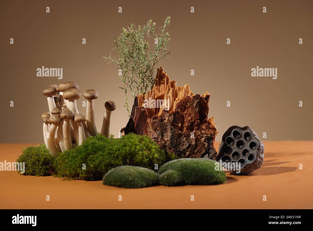 Arte moderna della natura morta con pietra, muschio, rami, funghi, fiori primaverili e alberi da posta. Un luogo per il tuo prodotto di bellezza naturale. Foto di alta qualità Foto Stock