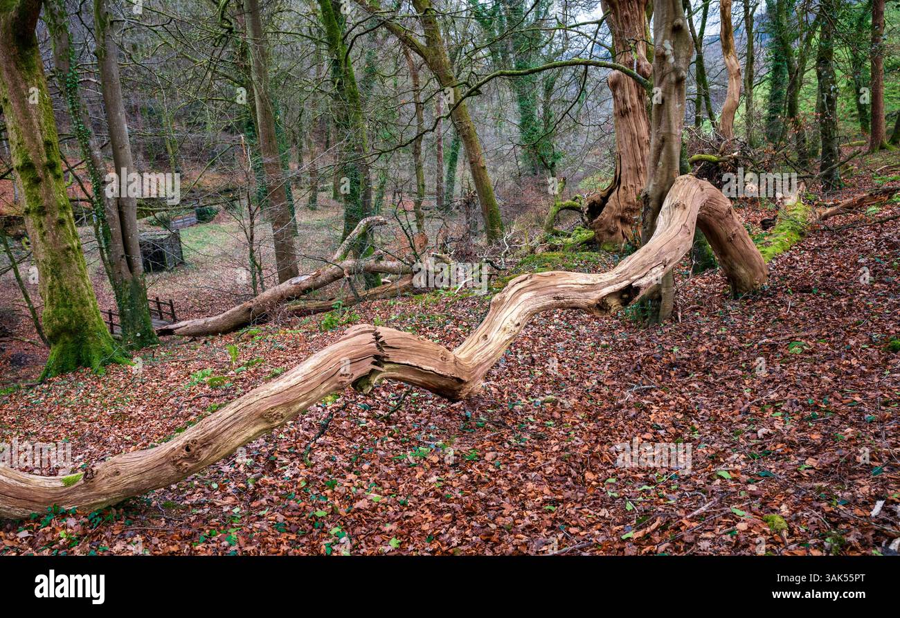 Un albero caduto nei terreni del castello di Okehampton, Okehampton, Devon, Inghilterra, Regno Unito. Foto Stock