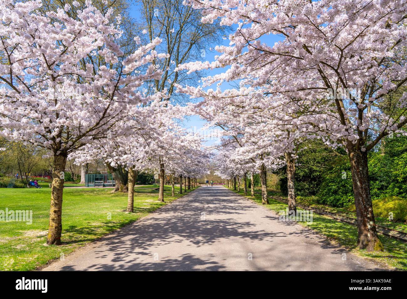 Cherry Avenue, fioritura ornamentale dei ciliegi nel Grugapark di Essen, ciliegie di maggio giapponesi, Prunus x yedoensis, un punto di riferimento per i visitatori in primavera, molti peo Foto Stock