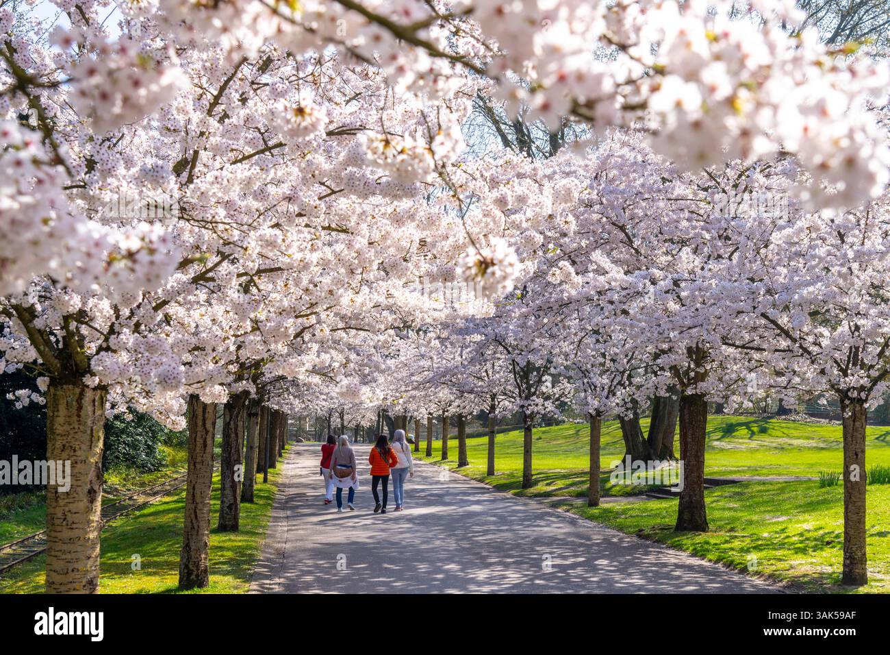 Cherry Avenue, fioritura ornamentale dei ciliegi nel Grugapark di Essen, ciliegie di maggio giapponesi, Prunus x yedoensis, un punto di riferimento per i visitatori in primavera, molti peo Foto Stock