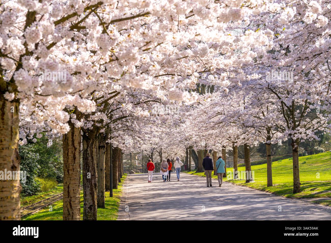 Cherry Avenue, fioritura ornamentale dei ciliegi nel Grugapark di Essen, ciliegie di maggio giapponesi, Prunus x yedoensis, un punto di riferimento per i visitatori in primavera, molti peo Foto Stock