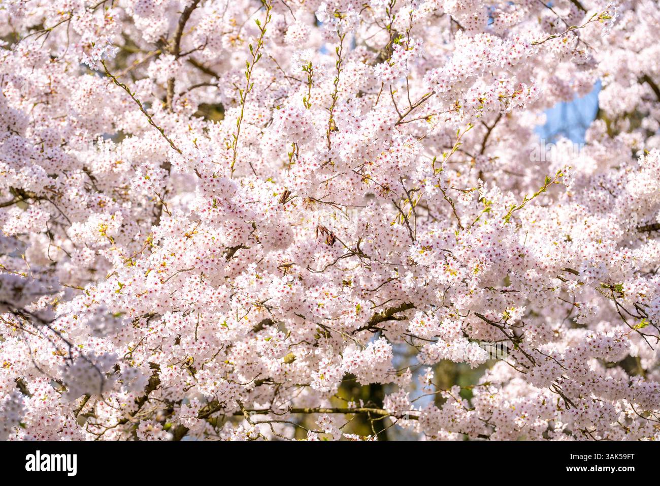 Cherry Avenue, fioritura ornamentale dei ciliegi nel Grugapark di Essen, ciliegie di maggio giapponesi, Prunus x yedoensis, un punto di riferimento per i visitatori in primavera, molti peo Foto Stock