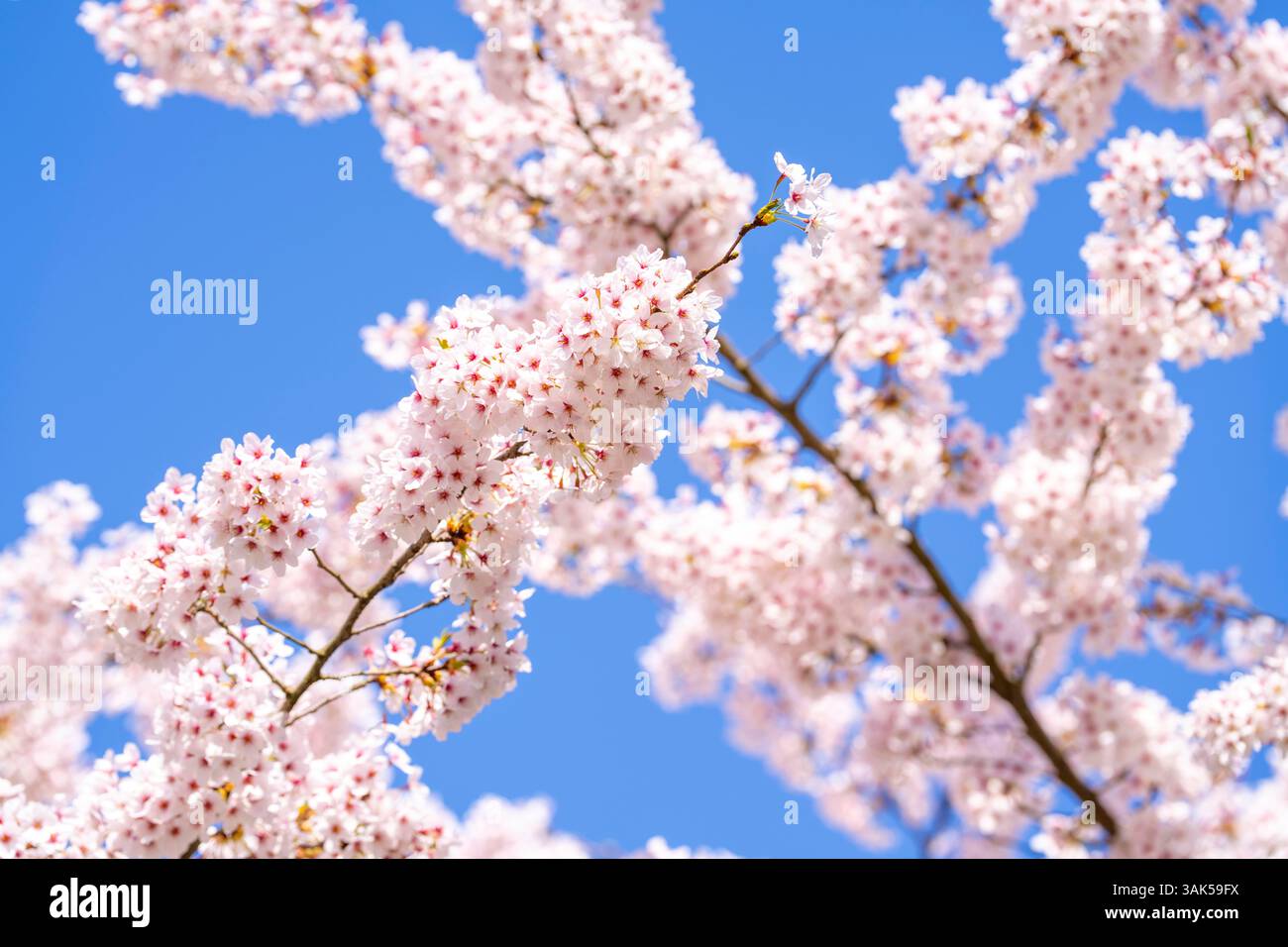 Cherry Avenue, fioritura ornamentale dei ciliegi nel Grugapark di Essen, ciliegie di maggio giapponesi, Prunus x yedoensis, un punto di riferimento per i visitatori in primavera, molti peo Foto Stock
