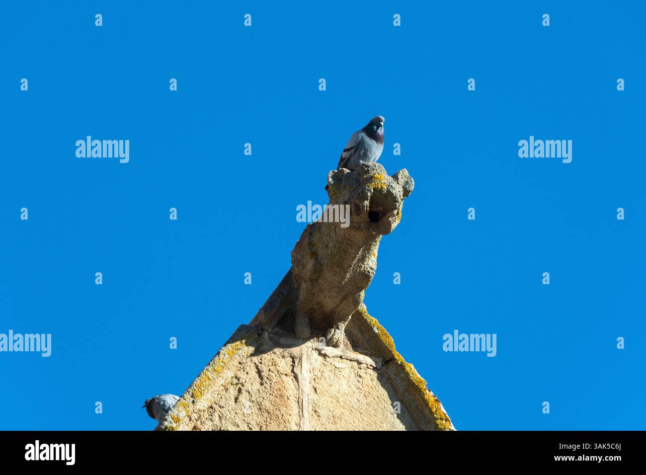 Un piccione poggia su un gargoyle in pietra nella chiesa di Saint-Sebastien, un'abbazia romanica situata a Manglieu. Puy de Dome. Auvergne. Francia Foto Stock