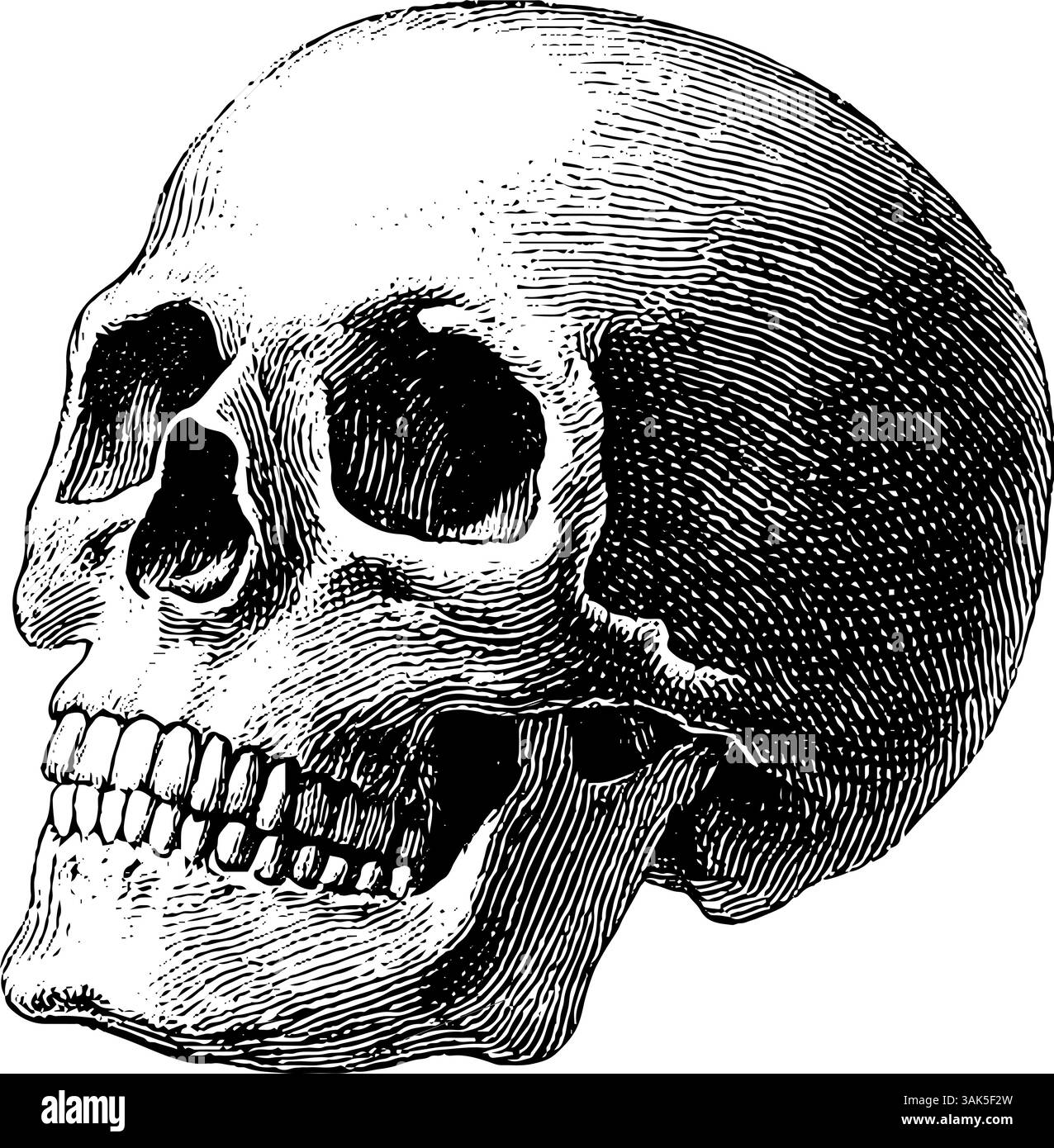 Mucca retrò in bianco e nero anni '1950 che pascolano in stile vintage. Illustrazione Vettoriale