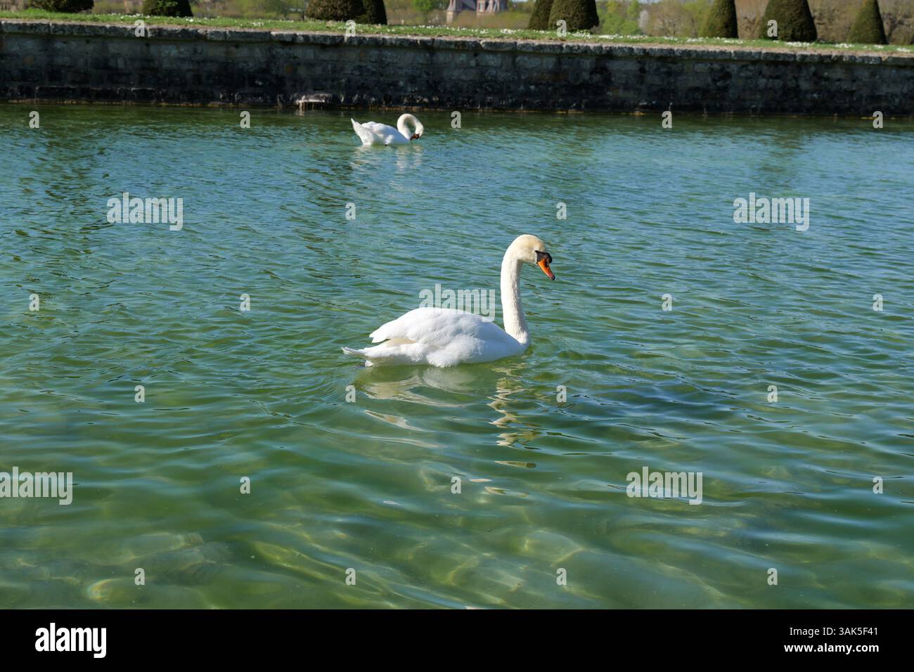 Due cigni bianchi che nuotano pacificamente in un laghetto verde chiaro vicino a un muro di pietra e a un giardino paesaggistico. Foto Stock