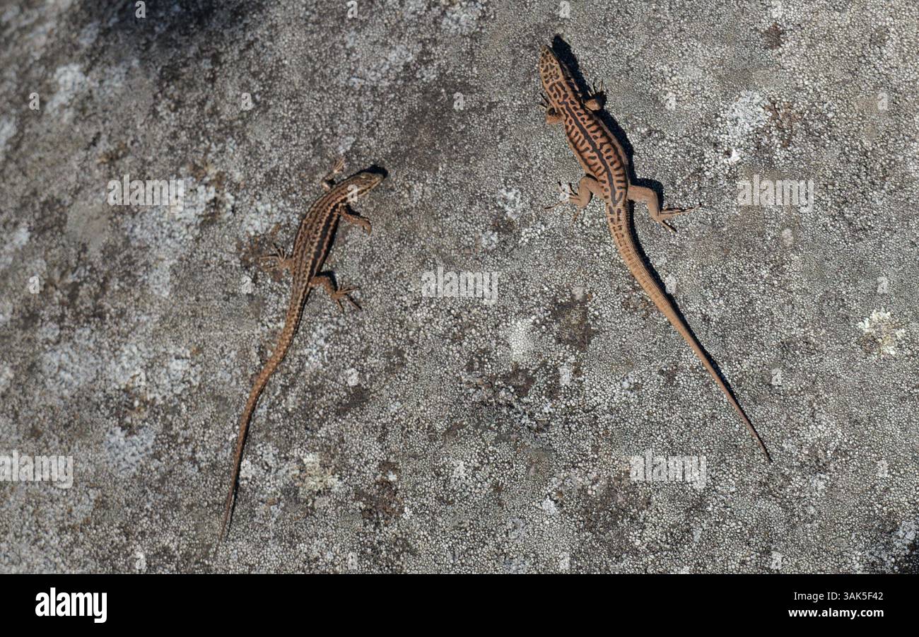 Due lucertole marroni che si crogiolano al sole su una superficie di pietra intemprata, catturate dall'alto con luce naturale. Foto Stock