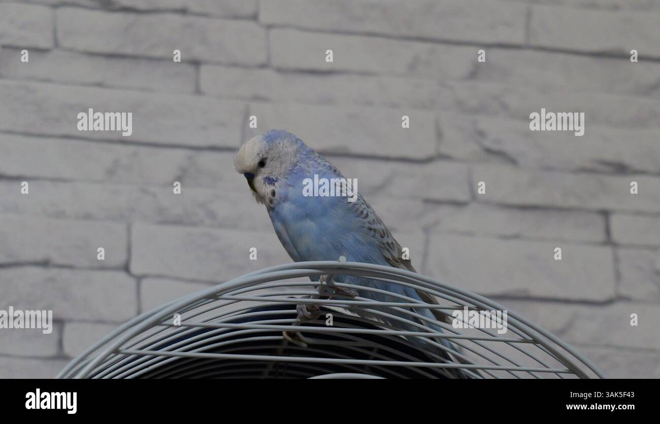 Curioso budgerigar blu arroccato su una gabbia contro una parete di mattoni bianchi, catturato in interni con luce soffusa. Foto Stock