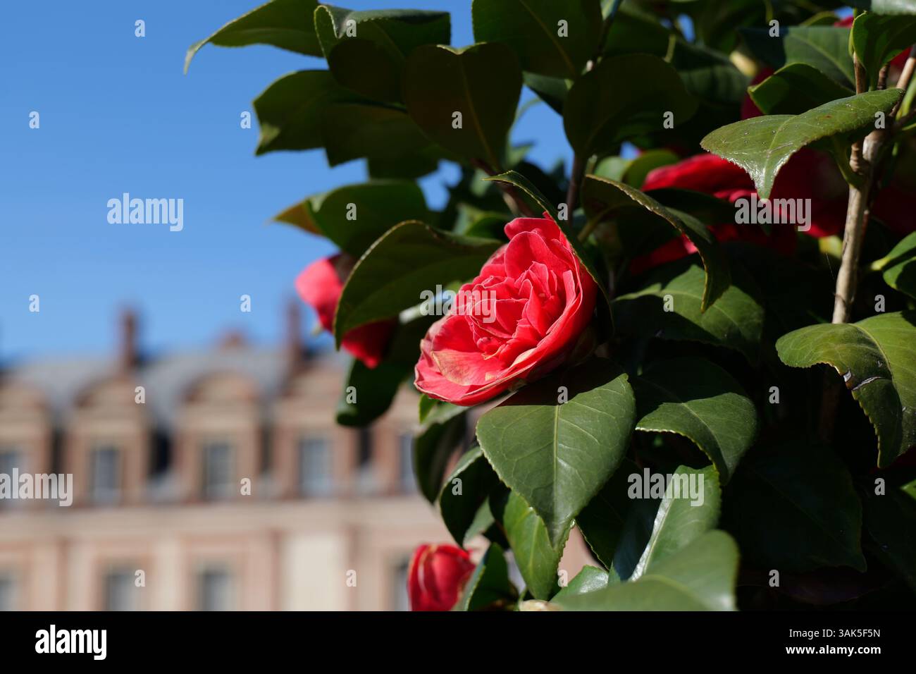 Fiore di camelia rosso che fiorisce alla luce del sole con la storica architettura europea sfocata sullo sfondo. Foto Stock