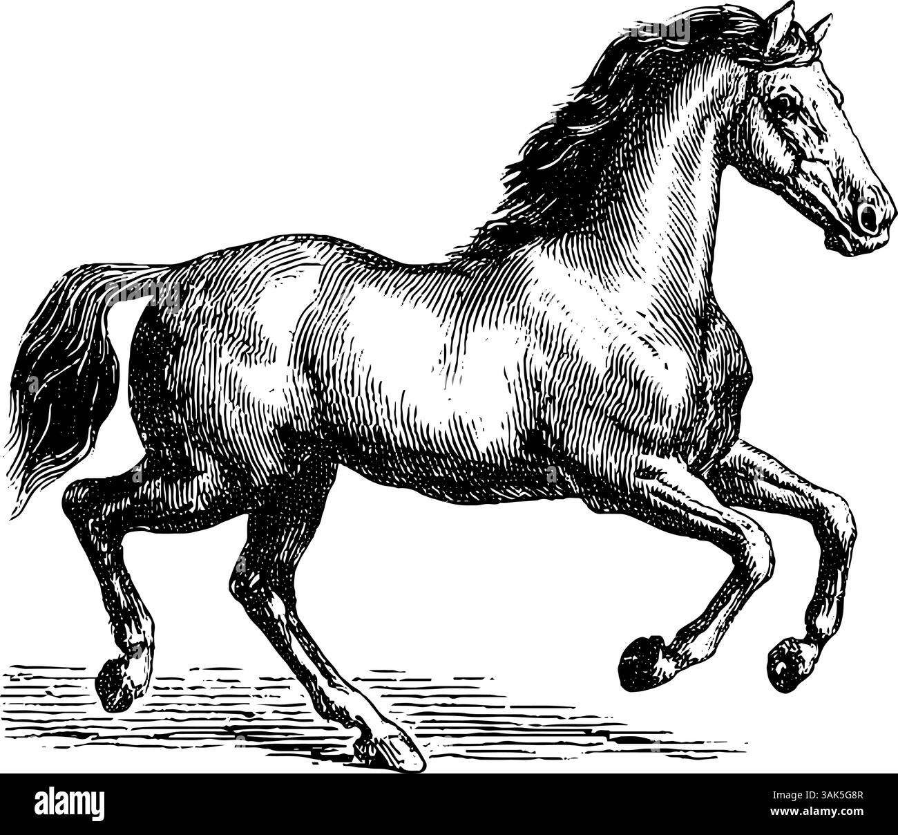 Illustrazione incisa di un canguro con joey in habitat naturale. Illustrazione Vettoriale