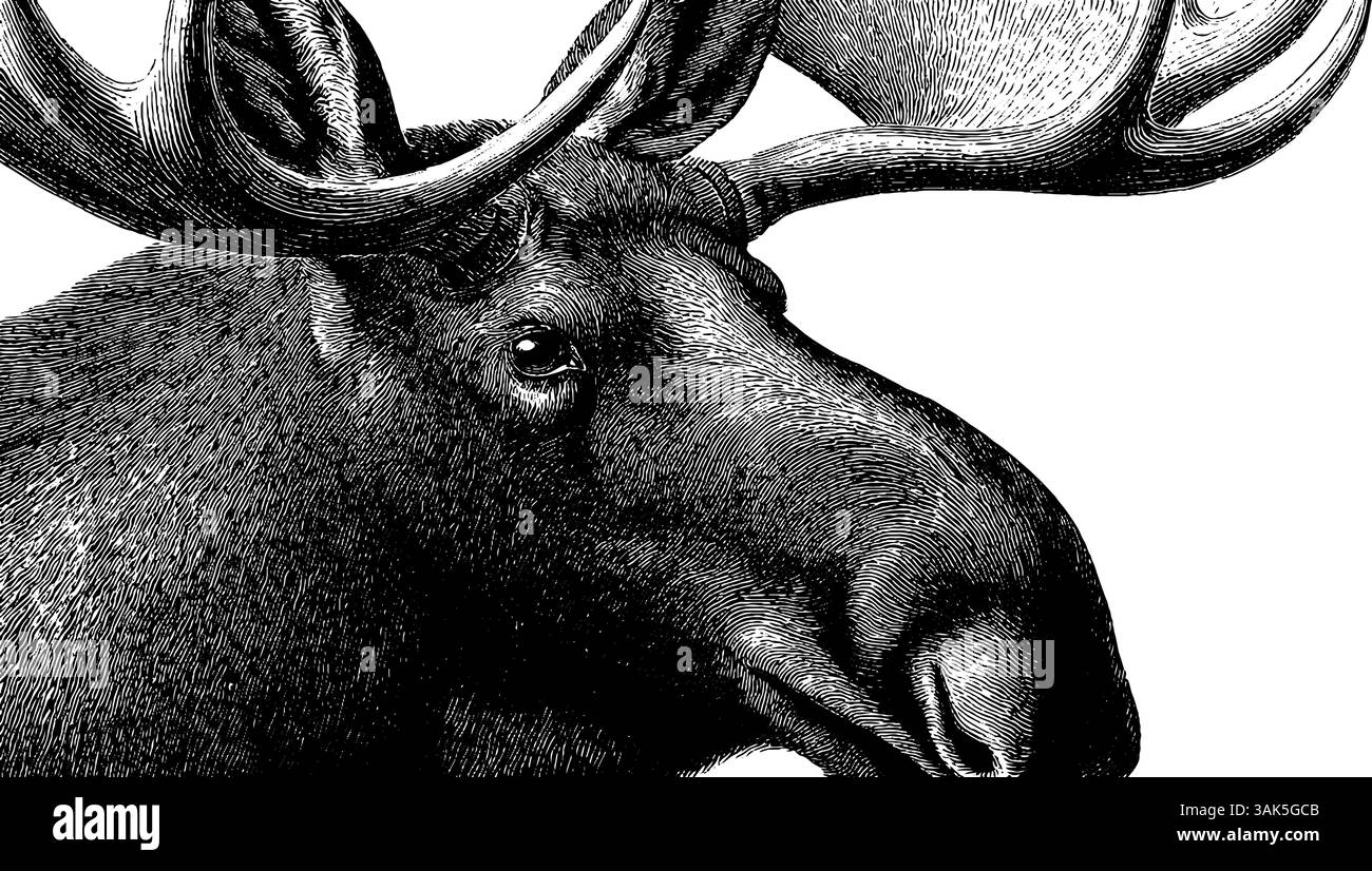 Immagine del pinguino incisa che mostra il movimento di scorrimento. Illustrazione Vettoriale