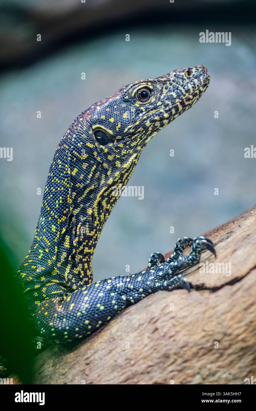 Il varano dalla coda blu (Varanus doreanus) è una lucertola della famiglia Varanidae. Il corpo è di colore grigio-blu e coperto Foto Stock