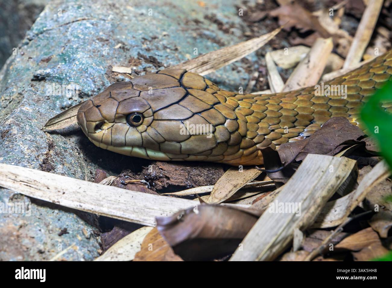 La cobra del re (Ophiophagus hannah) è un grande endemico elapide alle foreste dall'India attraverso l'Asia sudorientale. È il serpente venoso più lungo del mondo. Foto Stock