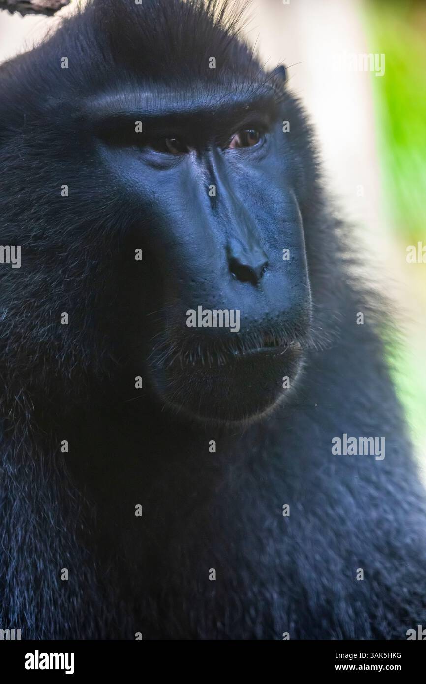 Il macaco crested Celebes (Macaca nigra) è una scimmia del Vecchio mondo che vive nella riserva di Tangkoko nella punta nord-orientale dell'isola indonesiana Foto Stock