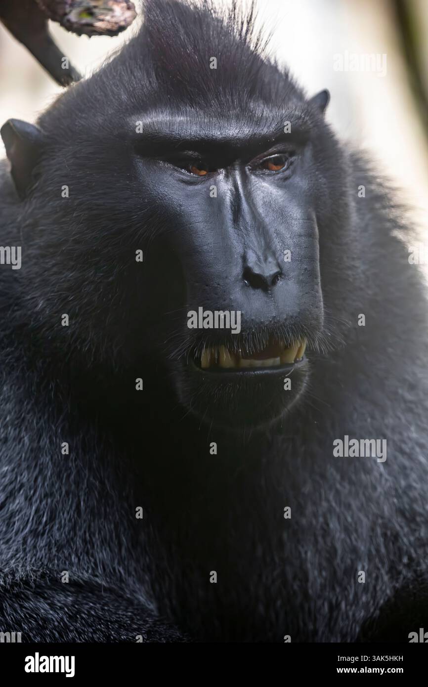 Il macaco crested Celebes (Macaca nigra) è una scimmia del Vecchio mondo che vive nella riserva di Tangkoko nella punta nord-orientale dell'isola indonesiana Foto Stock