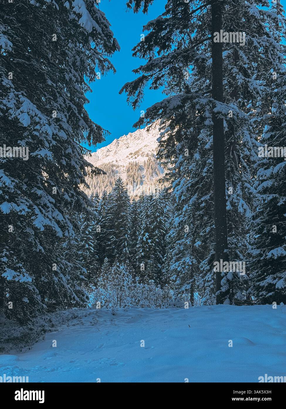 Alberi innevati che incorniciano la vista di una cima di montagna in una giornata invernale di sole Foto Stock