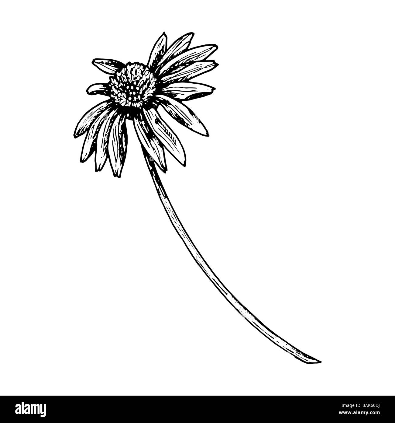 Disegno botanico a inchiostro bianco e nero di un fiore di margherita selvatico con lungo stelo curvo. Schizzo disegnato a mano in stile vintage per erbario, confezionamento, o. Illustrazione Vettoriale
