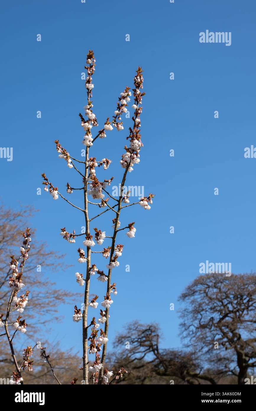 Prunus litigiosa nappina ciliegia Foto Stock