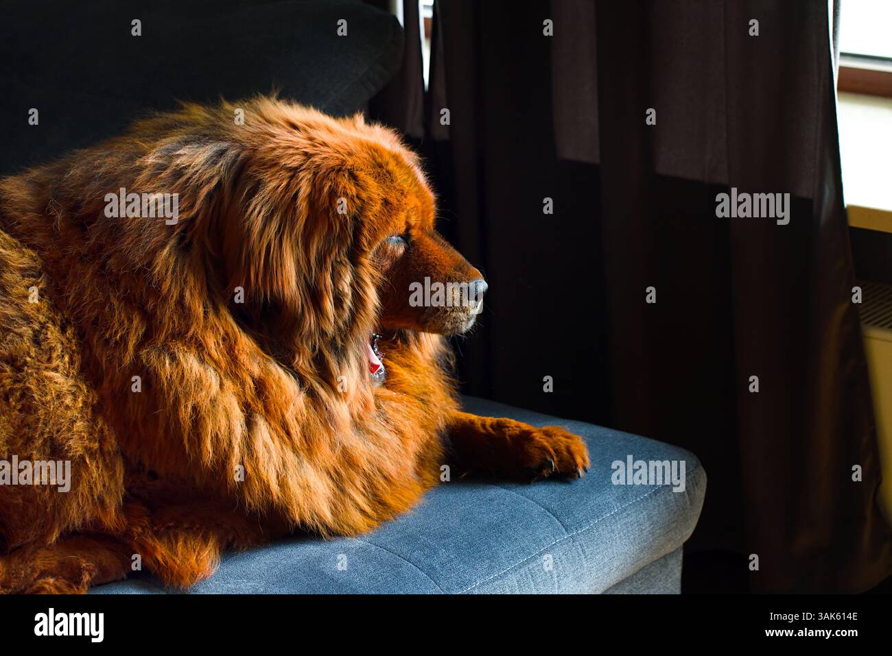 Un dignitoso mastino tibetano rosso appoggiato su un divano grigio, incorniciato da una luce soffusa della finestra che accentua la sua pelliccia spessa e vivace.​ Foto Stock