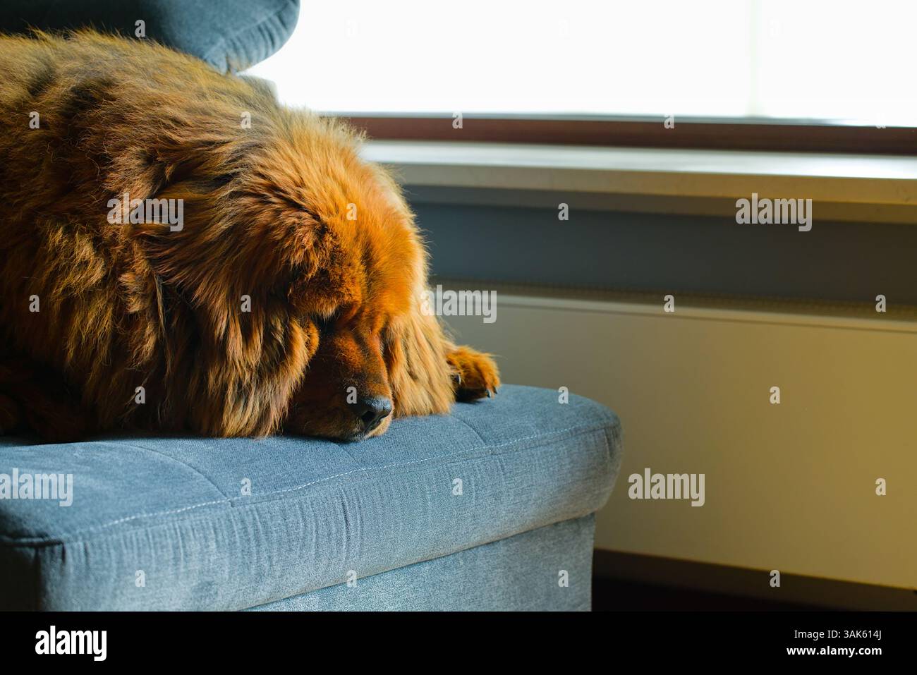 Un calmo mastino tibetano rosso giace su un divano grigio, il suo denso cappotto illuminato dalla luce naturale che filtra attraverso la finestra. Foto Stock