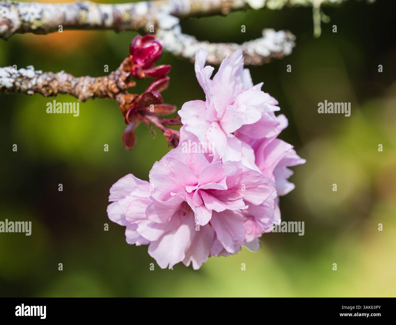 Doppi fiori primaverili rosa del robusto ciliegio fiorito, Prunus "Royal Burgundy" Foto Stock