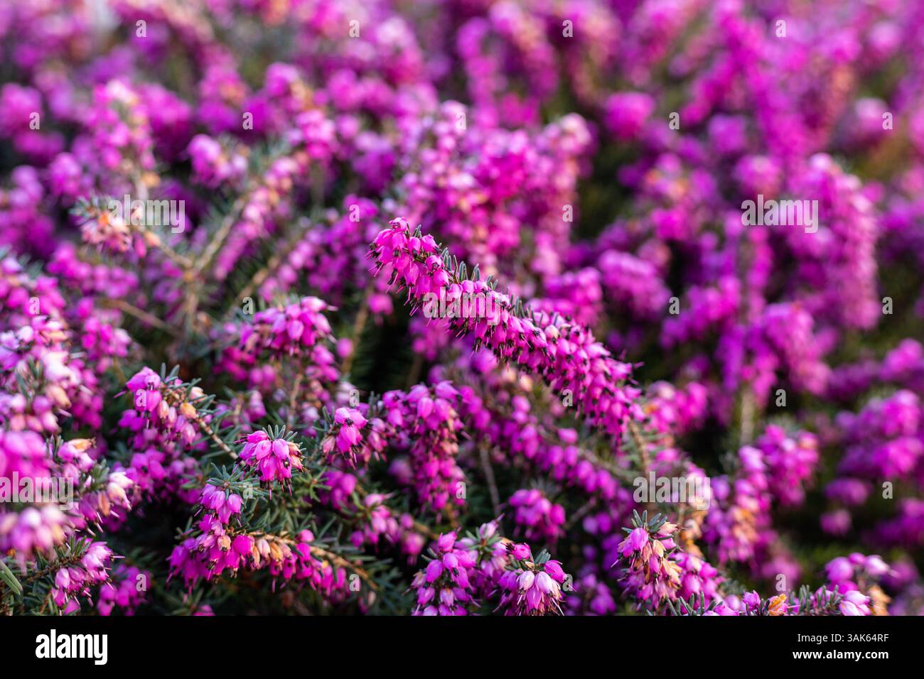 Fiori primaverili viola. Sfondo Fiore viola. Campo di erica viola. Foto di alta qualità Foto Stock