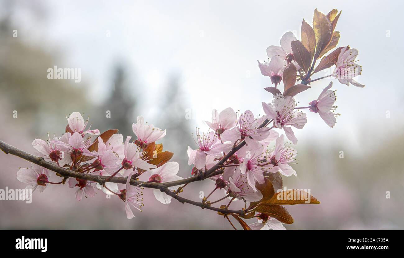 Ramo in fiore di ciliegio contro il cielo primaverile, sfondo naturale sfocato Foto Stock