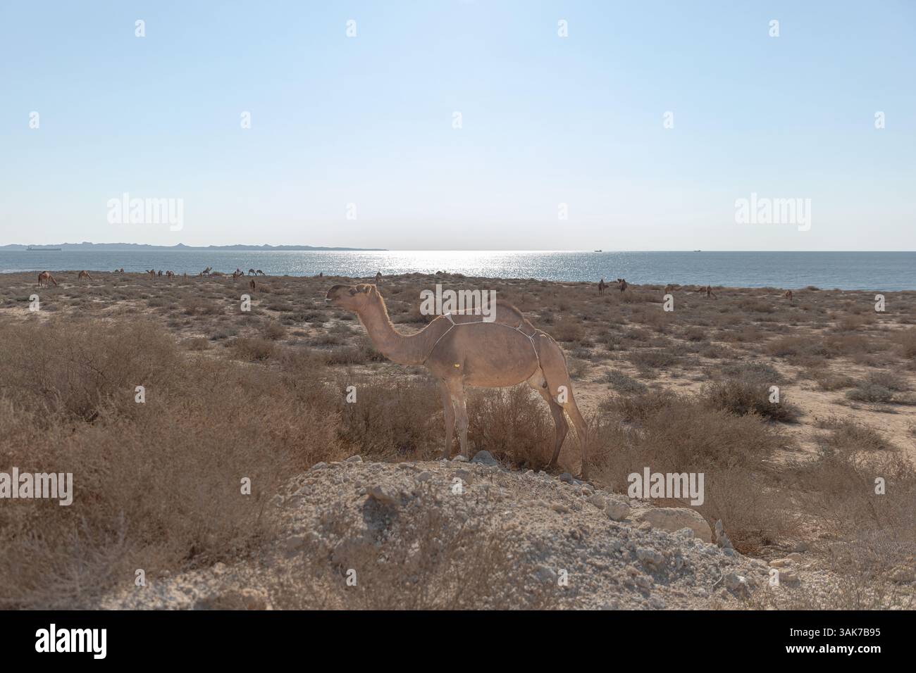 Qeshm e Hengam l'isola sul Golfo Persico Foto Stock