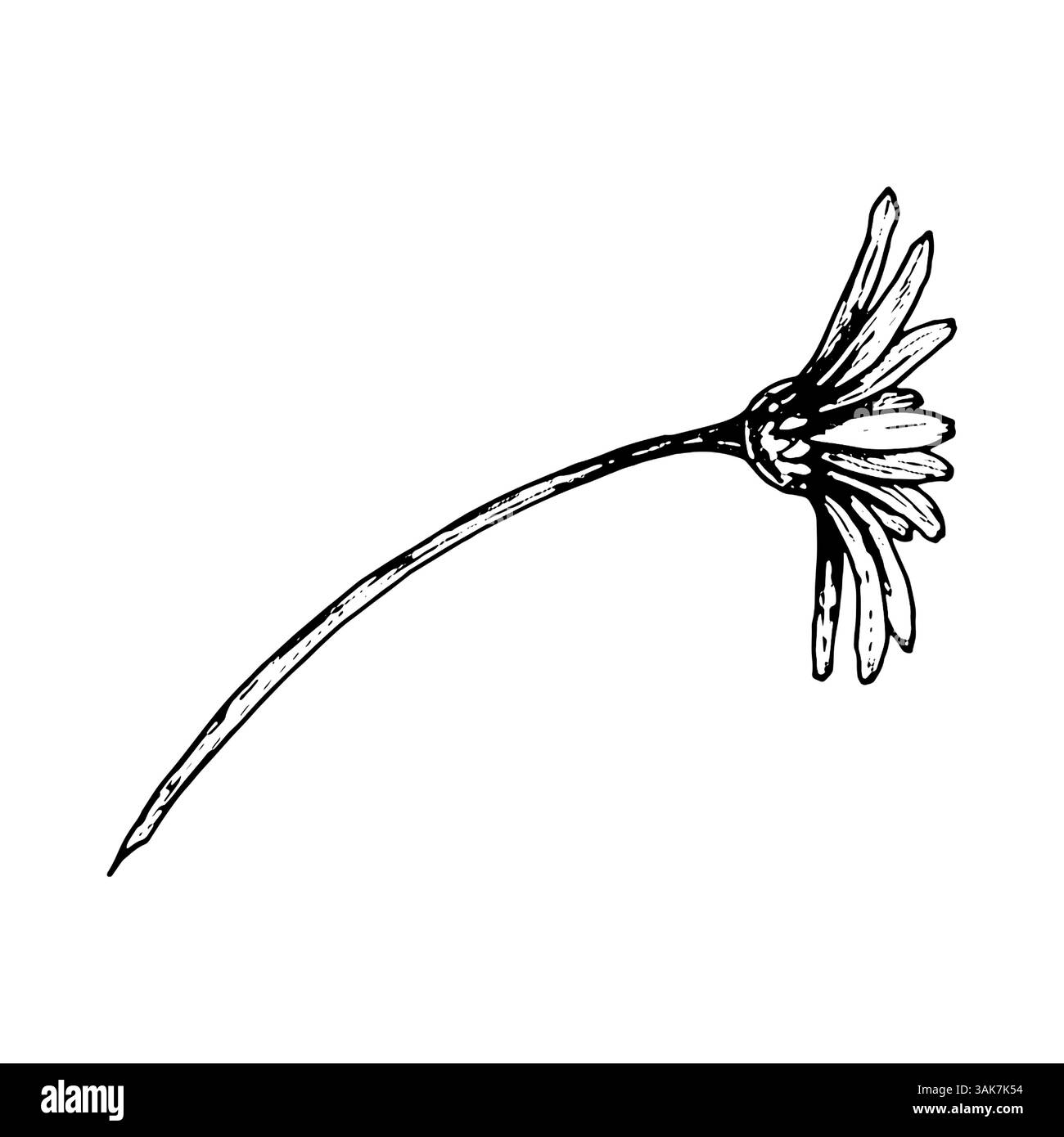 Immagine a inchiostro bianco e nero di un fiore a margherita che si gocciola nella vista laterale. Disegni botanici dettagliati adatti per erbario, motivi floreali Illustrazione Vettoriale