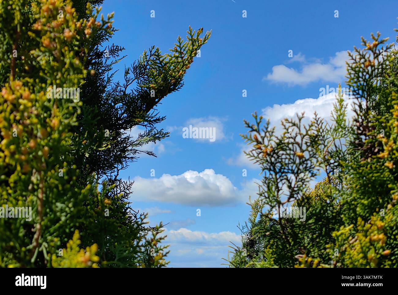 Spring Frame nel cielo Foto Stock