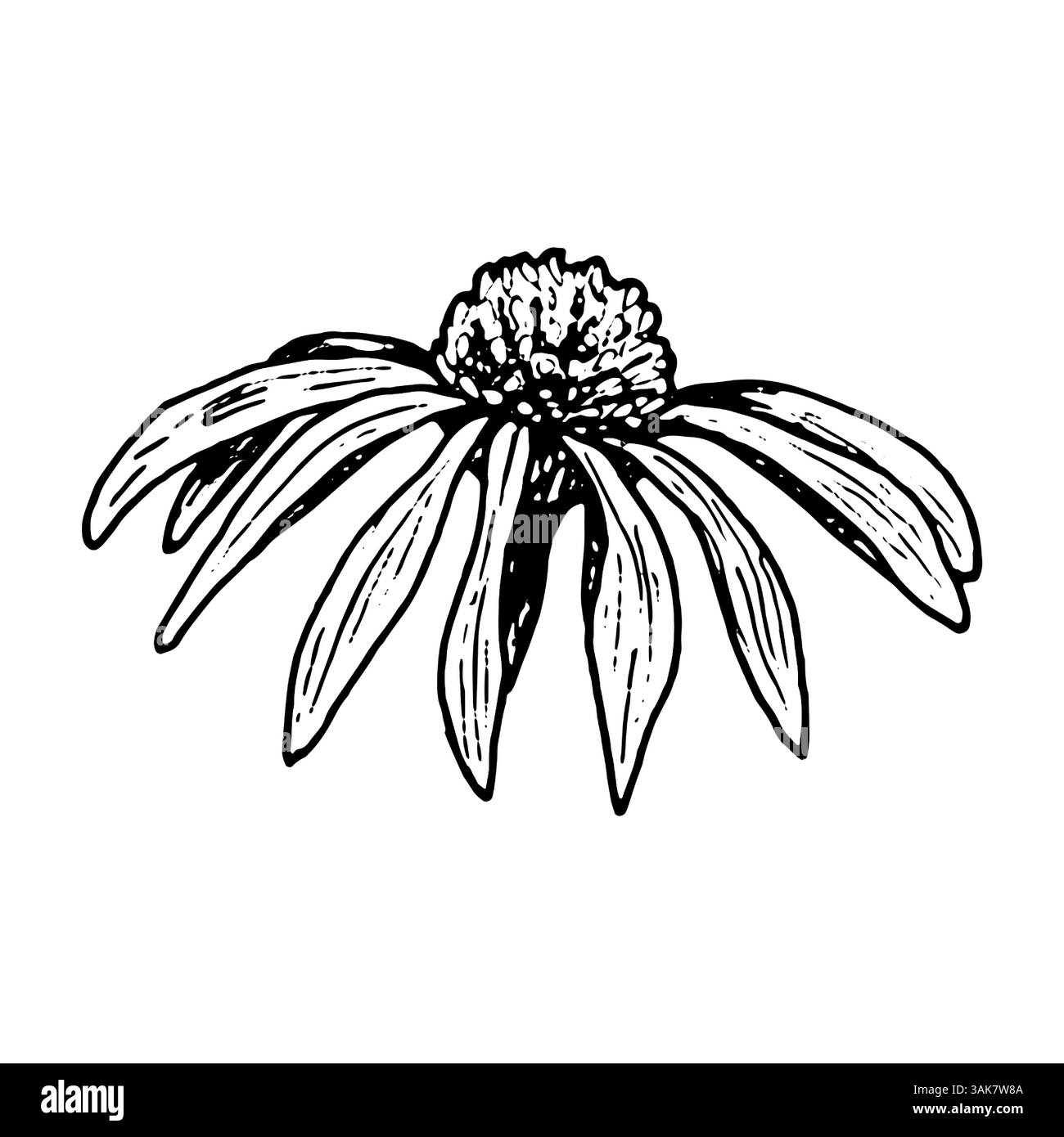 Disegno a inchiostro botanico di una testa di fiori con petali gocciolanti in stile art in linea nera. Ideale per illustrazioni a base di erbe e confezioni di cosmetici biologici Illustrazione Vettoriale