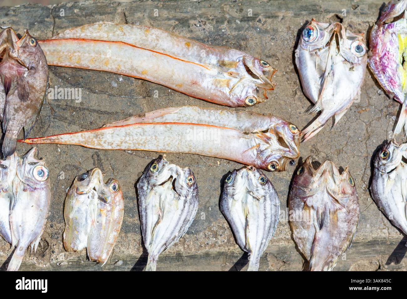 Il pesce viene essiccato sotto il sole a Iloilo, nelle Filippine, come parte dei metodi tradizionali di conservazione prima di essere venduto ai mercati locali Foto Stock